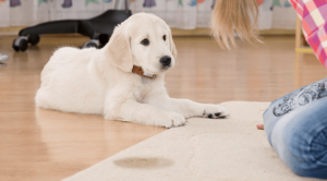 A dog with behavior issues needing pet behavior services in Three Rivers, MI