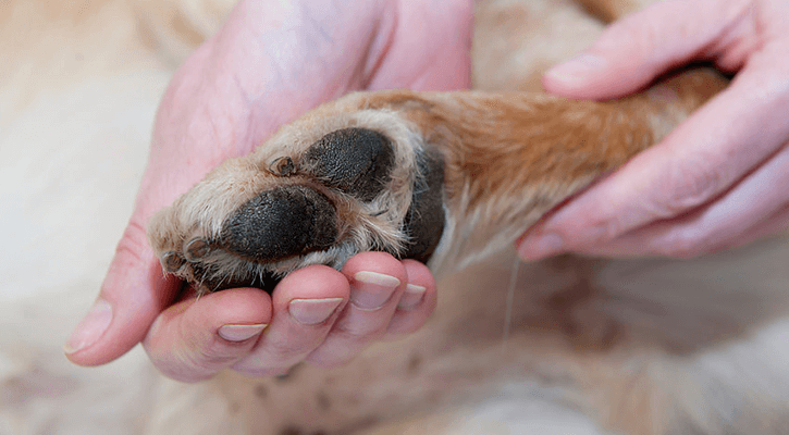 A pet's footprint before Euthanasia