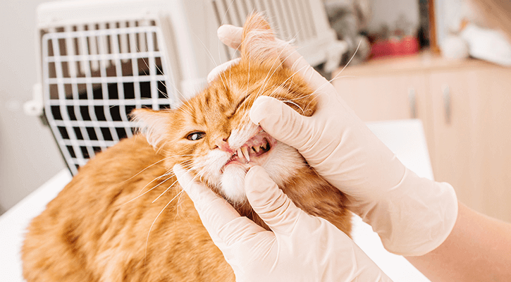 A cat receiving dental care in Threee Rivers, MI