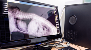 Digital Pet Radiology on a screen