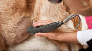 A dog receiving Laser Therapy in Three Rivers