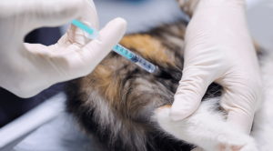 A cat receiving a vaccination in Three Rivers, MI