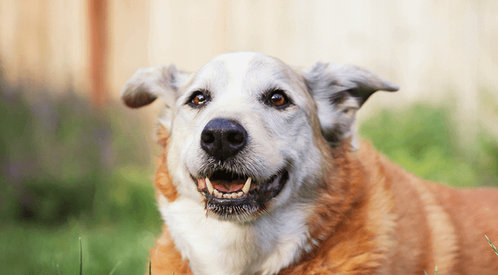 A senior dog ready for a wellness exam in Three Rivers, MI