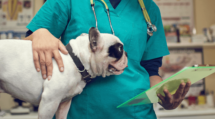A dog ready to receive veterinary services in Three Rivers, MI