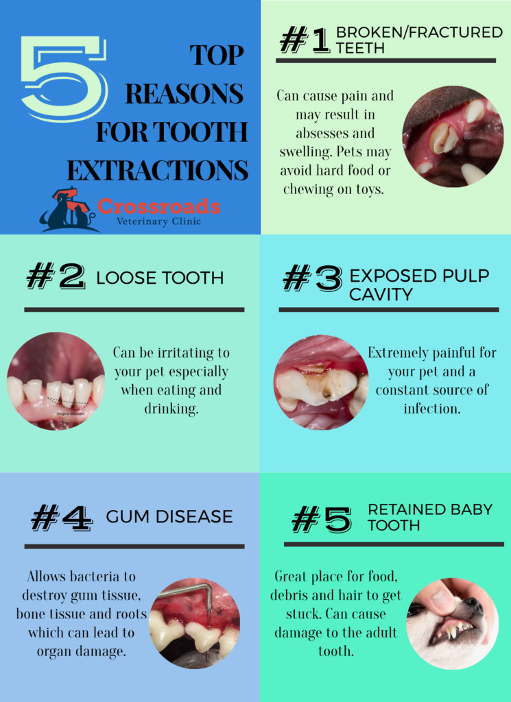 Top 5 reasons for Dog and cat tooth extractions - Three Rivers, MI
